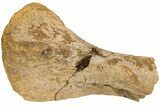 Partial Hadrosaur (Edmontosaurus) Metatarsal (IV) - Wyoming #233805-1
